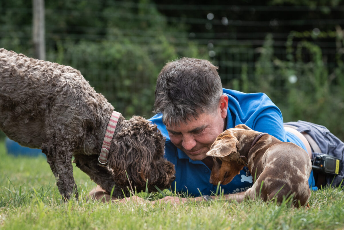 Dachshund and cockapoo playing with their dog carer on the floor in tiny town