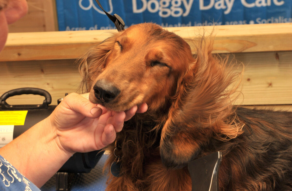 How to groom a dog a step by step guide