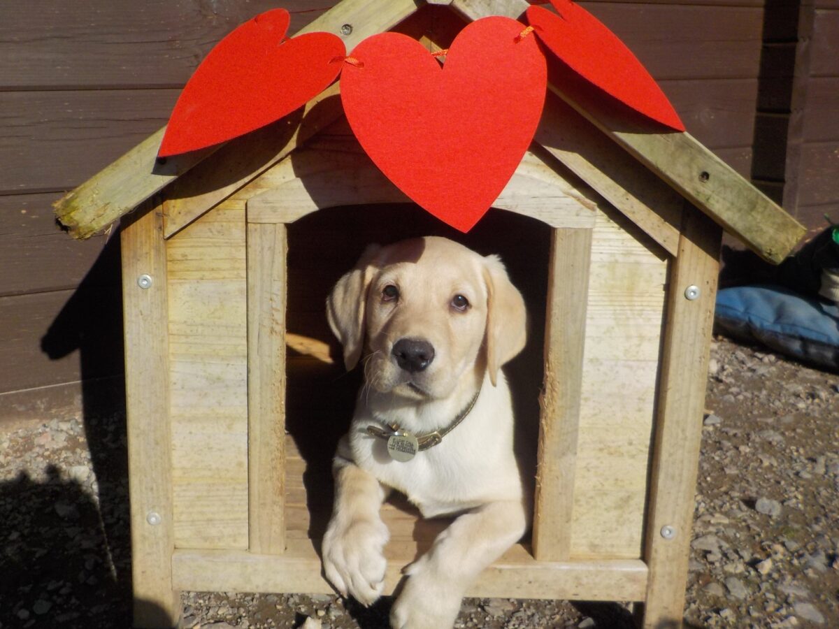 labrador puppy playing in the puppy preschool at doggy day care.