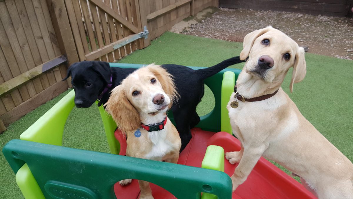 three puppies playing in the puppy preschool at doggy day care