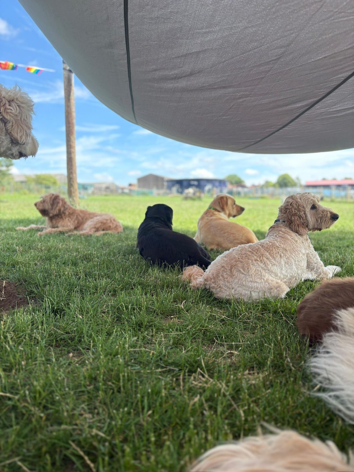 dogs in shade