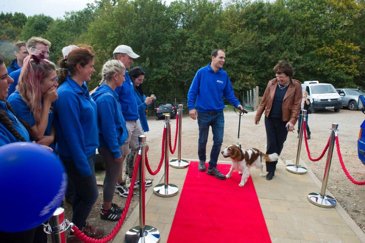 Welsh springer spaniel walking the red carpet at doggy day care.