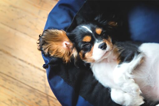 Puppy sleeping in bed.jpg