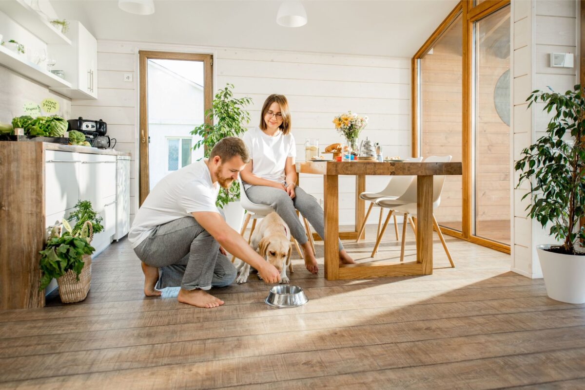Dog owners at home with their labrador giving him his dogs dinner