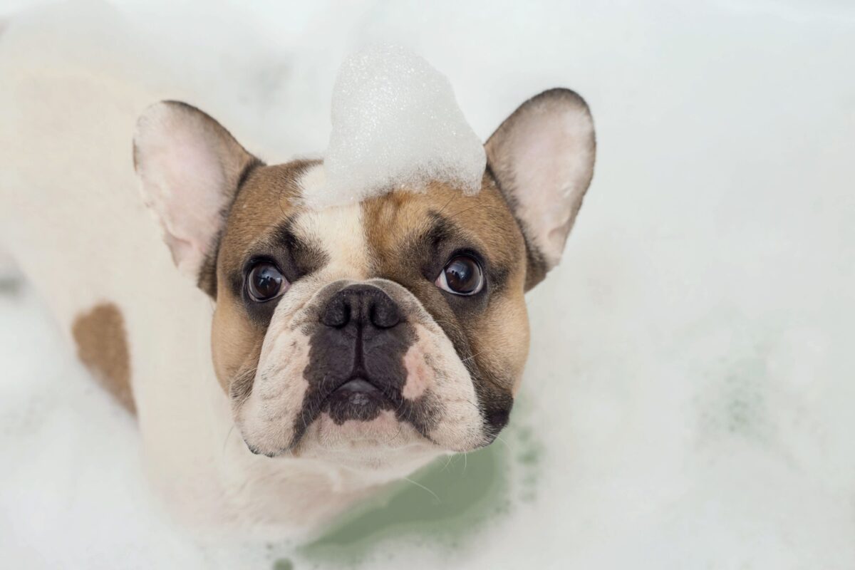 French bulldog having a bath in the dog grooming salon