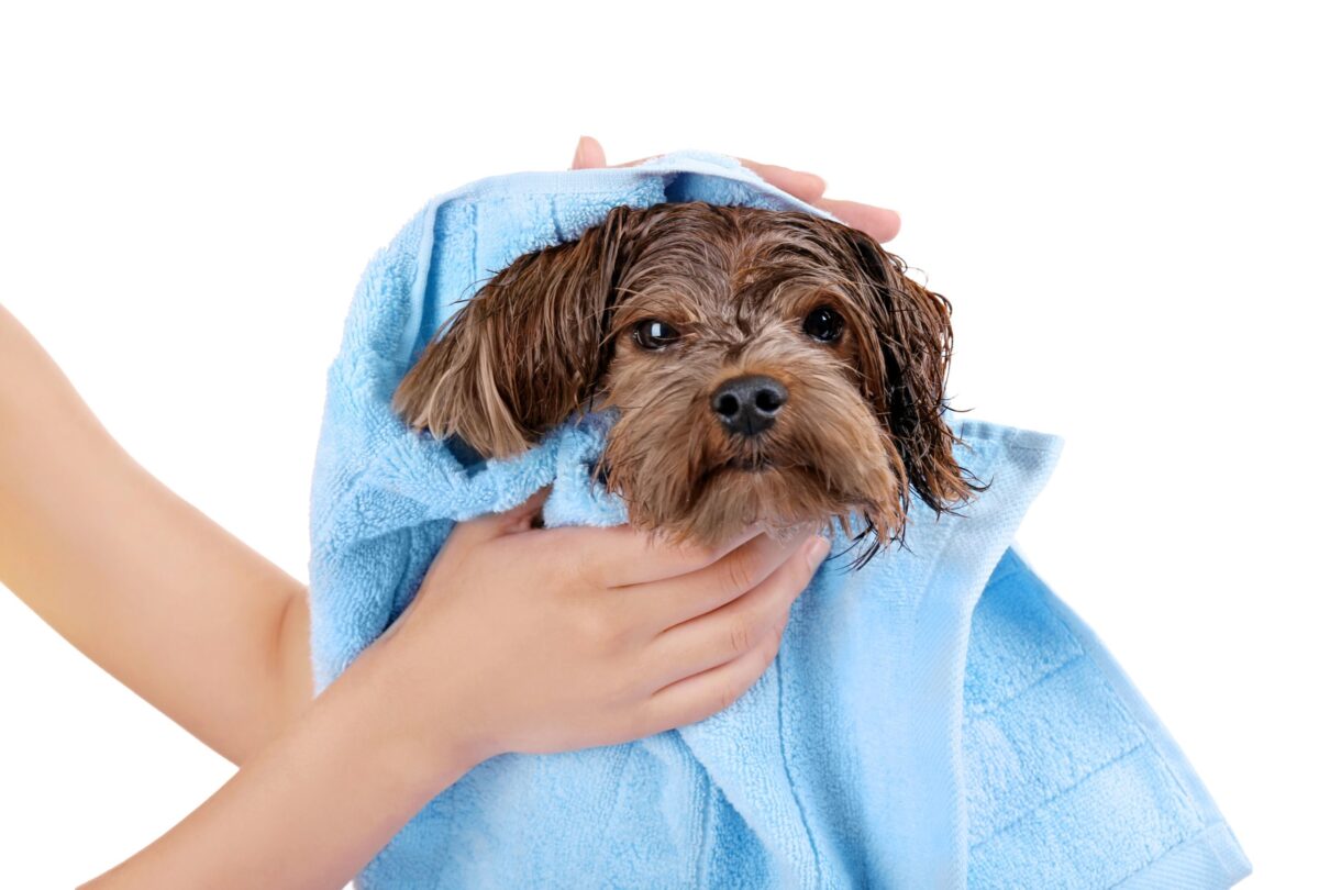 Dog being towel dried in the grooming salon