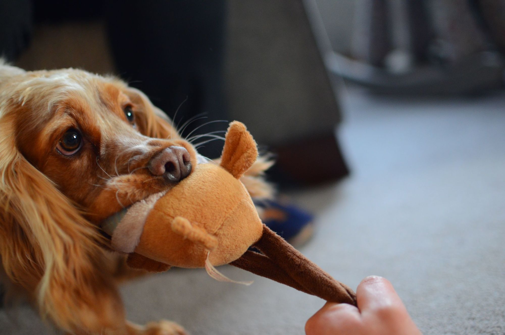 Enrichment toys mean war