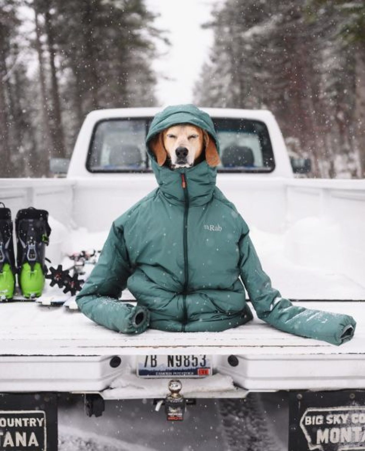 Dog outdoors in a snowwy outdoor setting wear their dog friendly coat