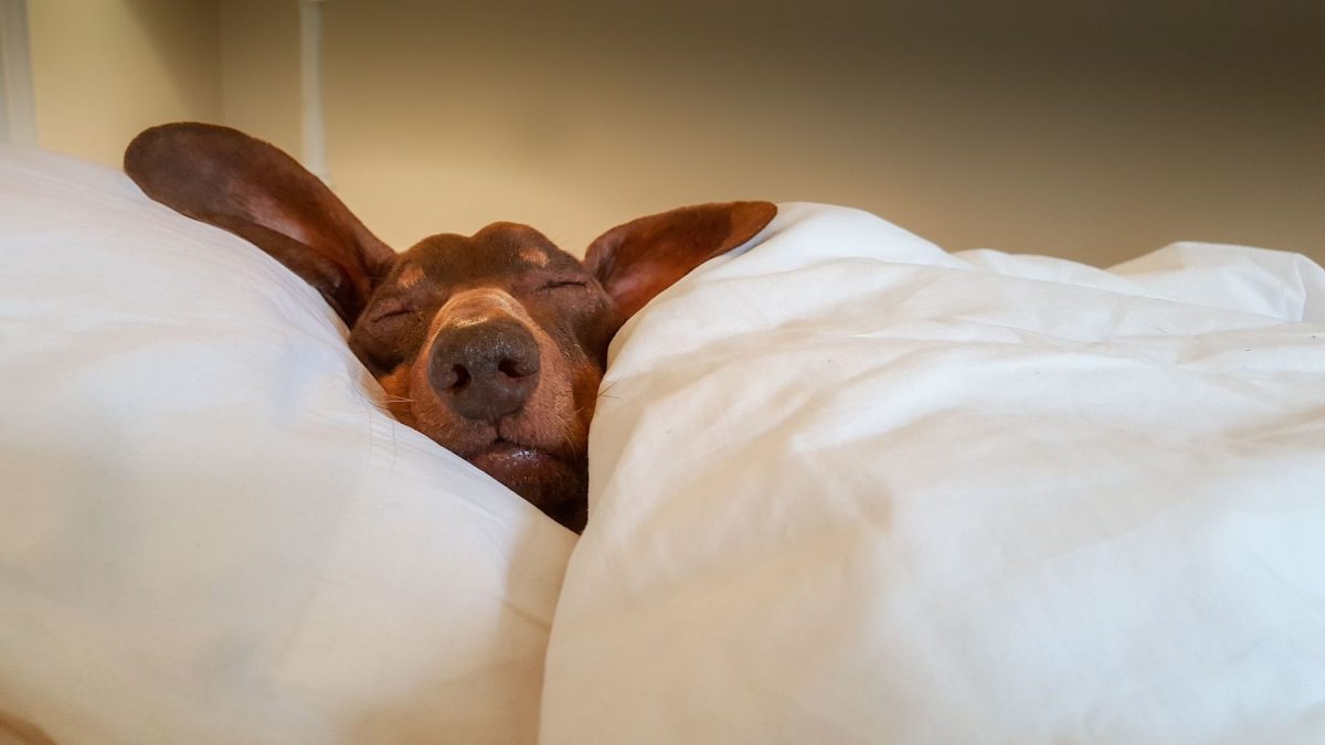 Dog sleeping at home in their dog owners bed