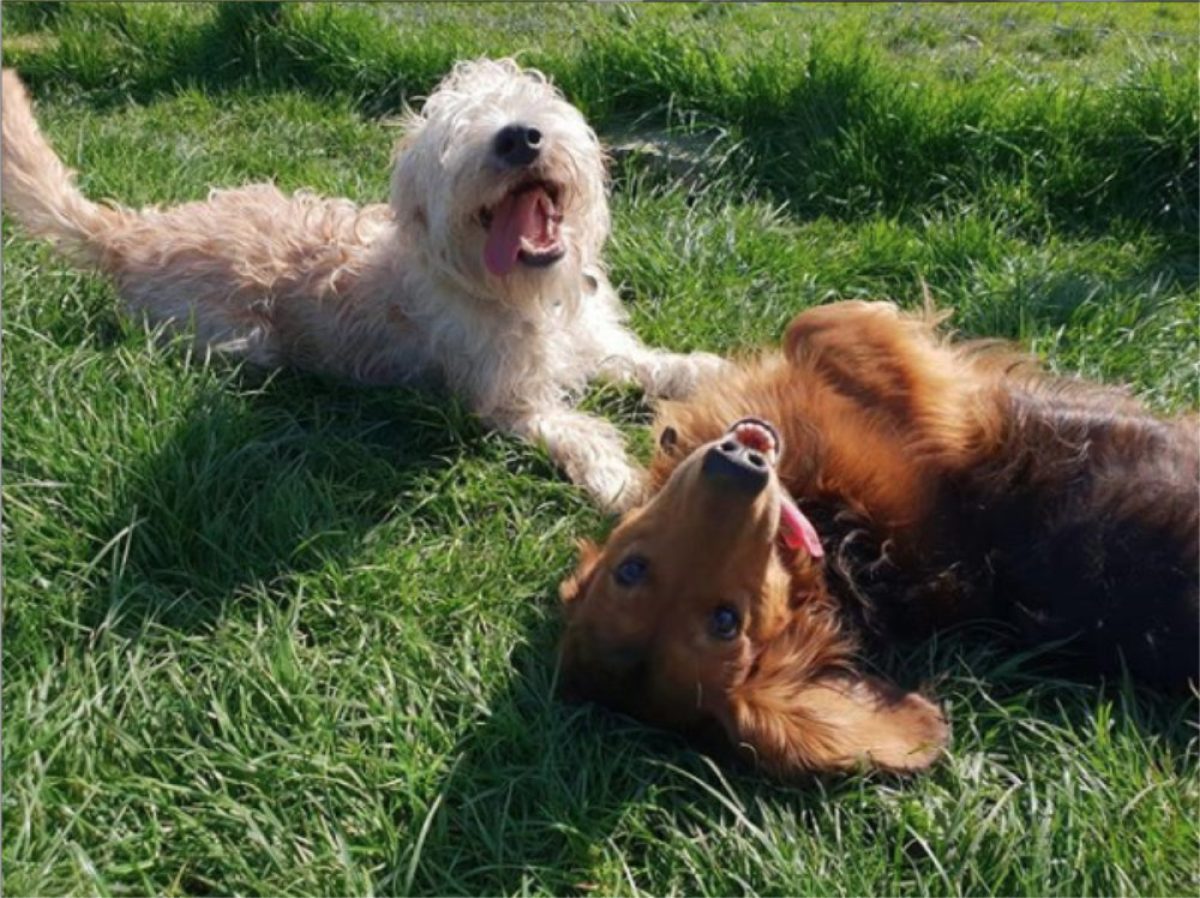 Two dogs at doggy day care smiling at the camera