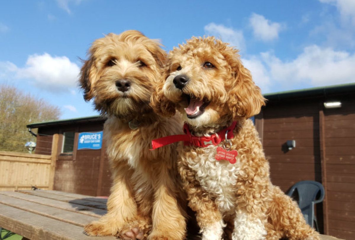 Two doodles together in puppy preschool enjoying play time