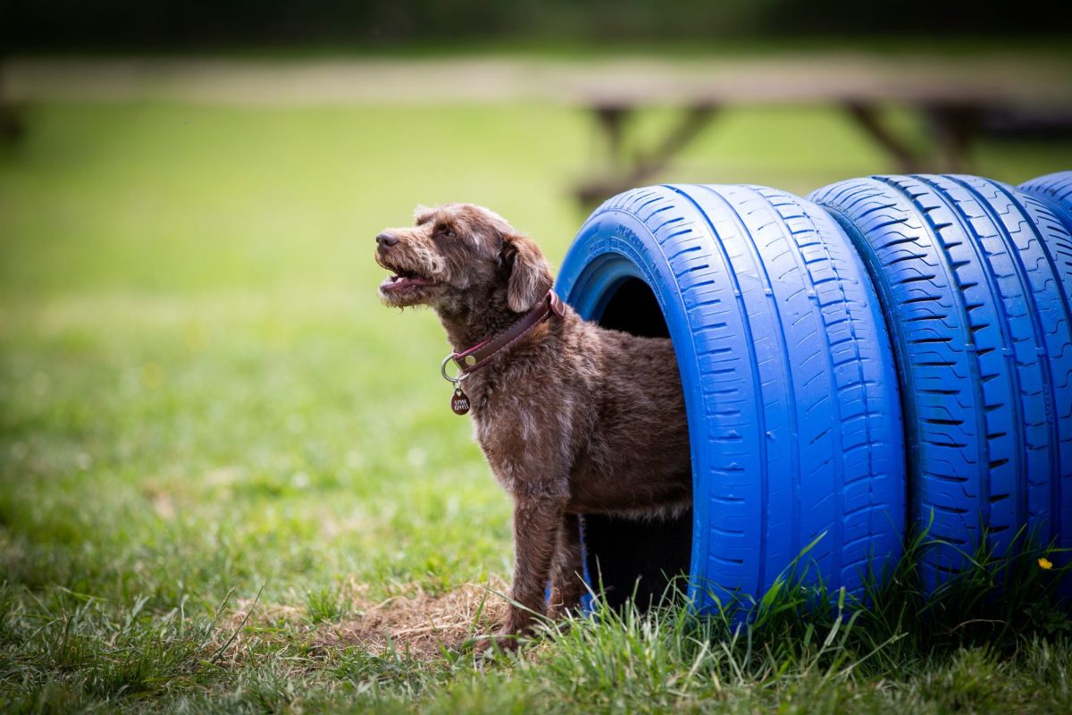 Dog playing in the field at doggy day care coming out the tunnel.