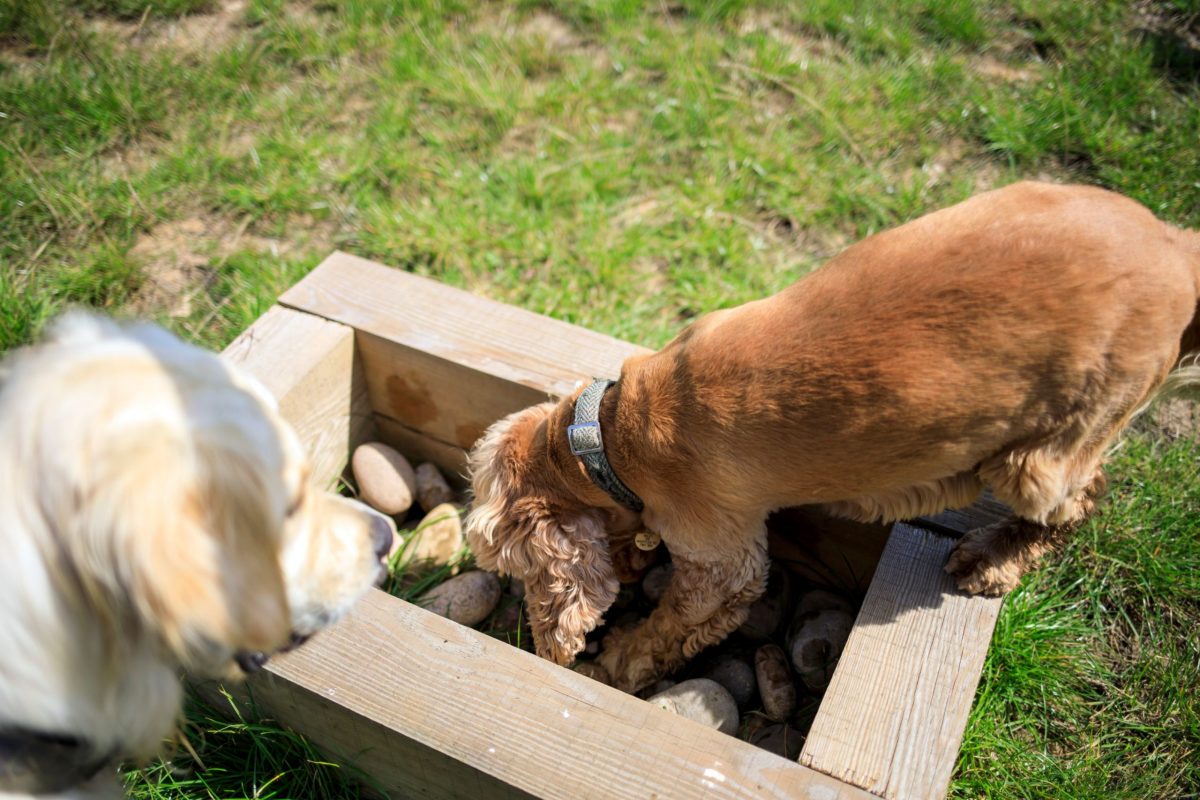 Cocker spaniel enjoying Dog enrichment at doggy day care