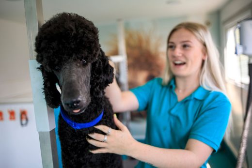 Black Poodle being groomed
