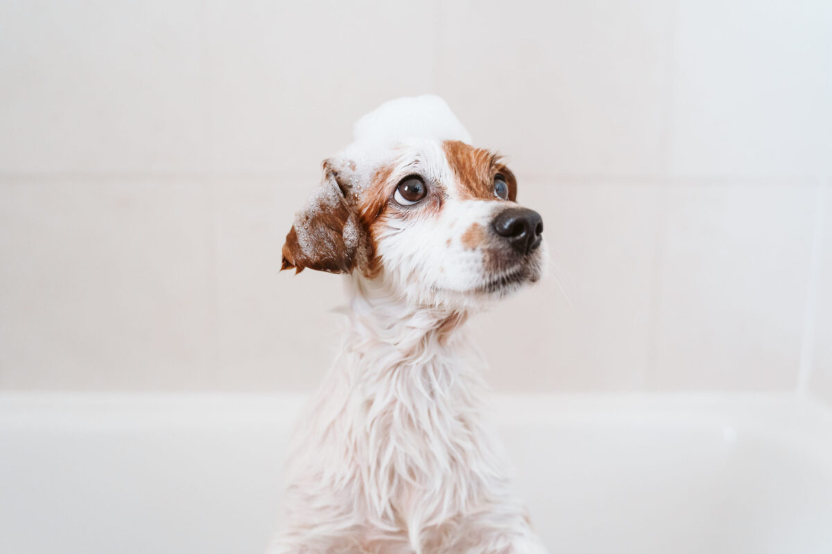 Puppy in bath with bubbles on his head
