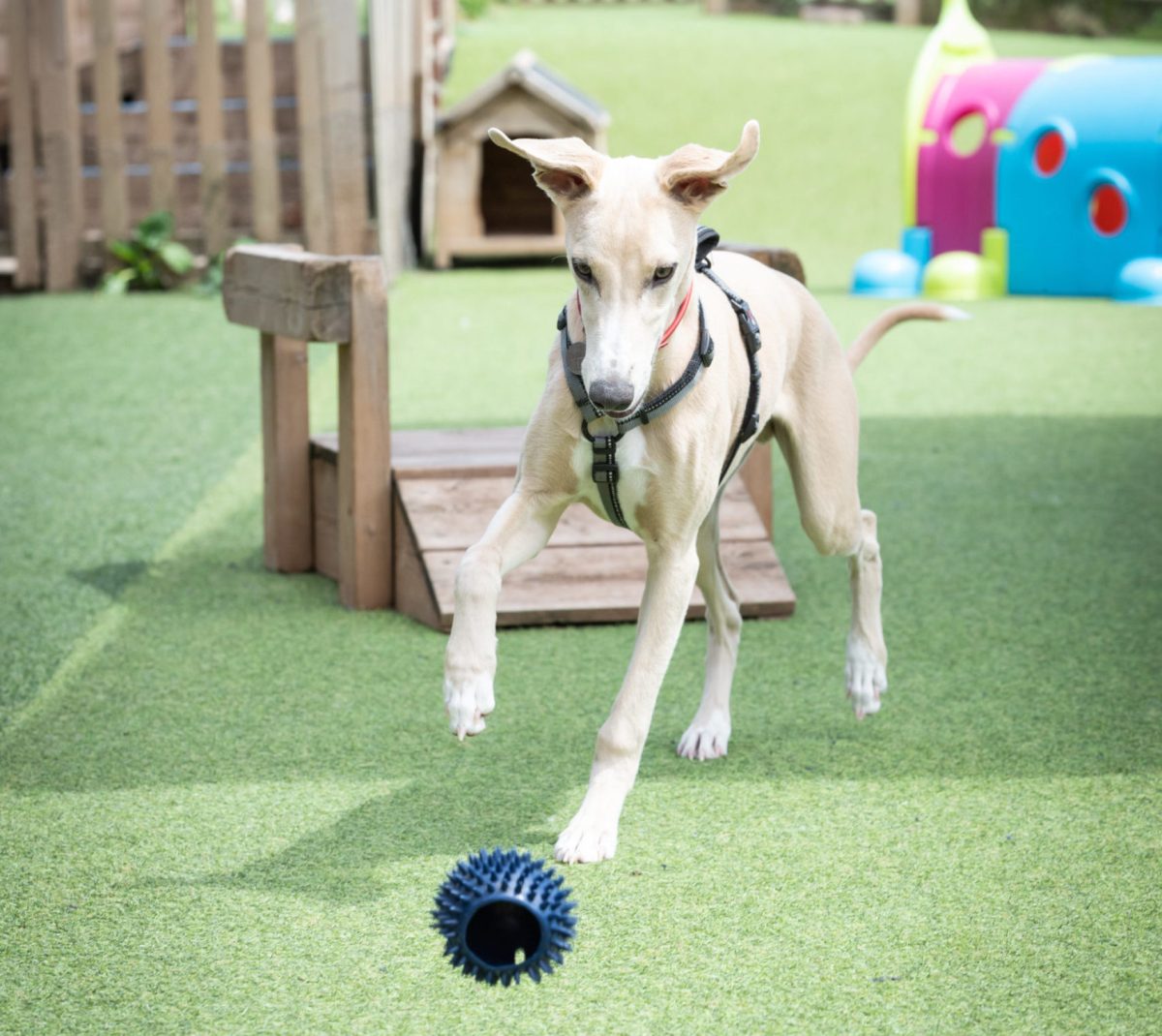 A dog’s life: playtime! Puppy playing with ball