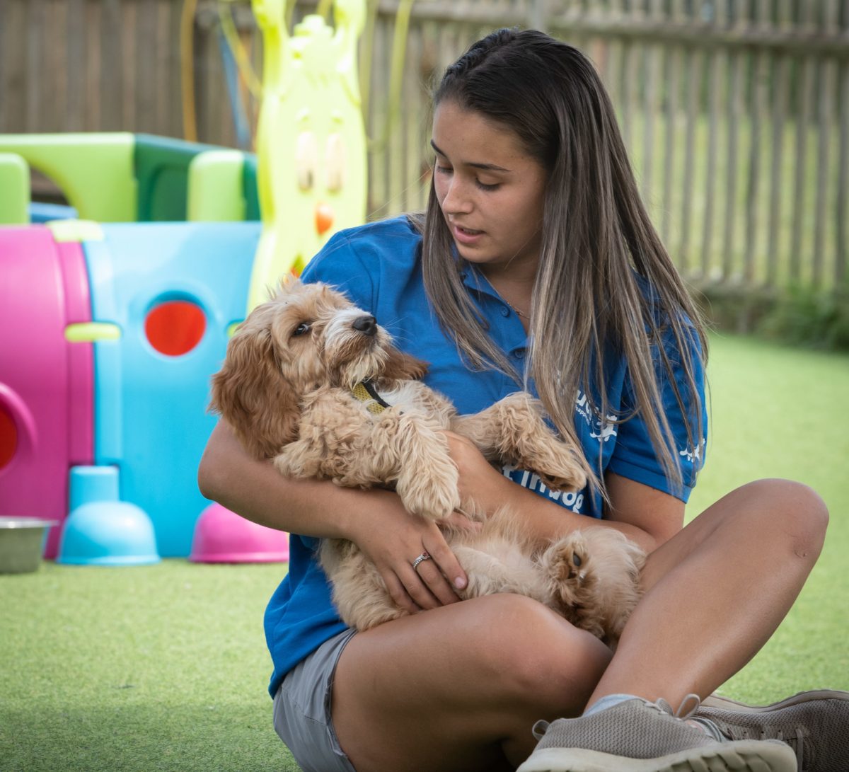 Puppy getting tummy rubs from their dog carer