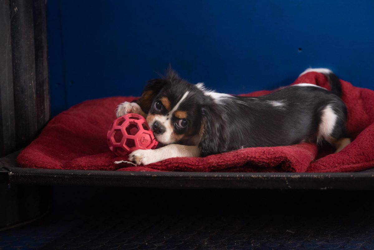 Cavalier King Charles Spaniel playing with a dog toy in puppy preschool