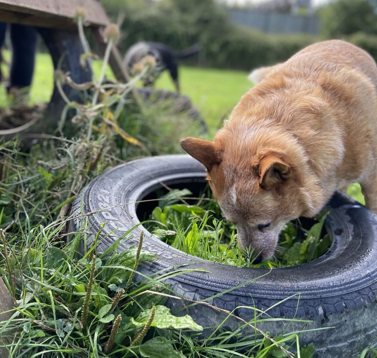 Senior dog enjoying scent work in the field and sniffing a tyre
