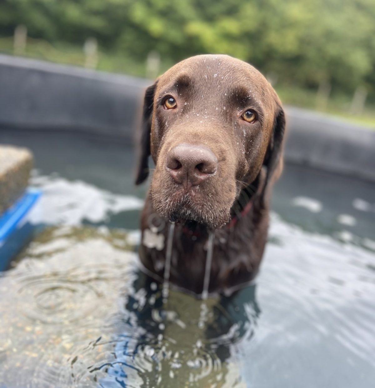 Chocolate Labrador playing in the doggy day care swimming pool