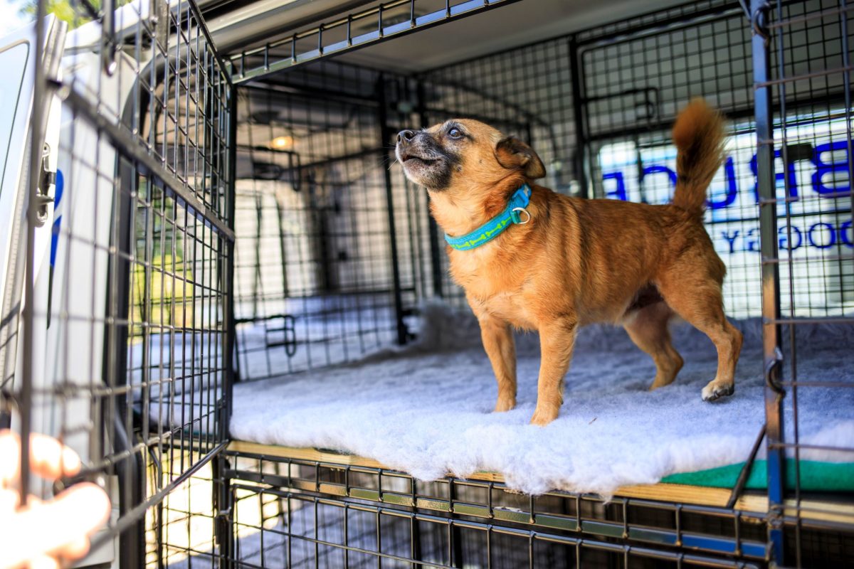 Small rescue dog enjoying sitting in the doggy day care bus
