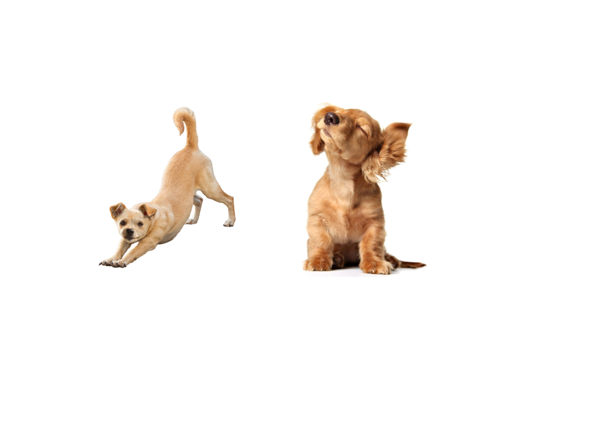 Dog behaviour showing stretch and shake