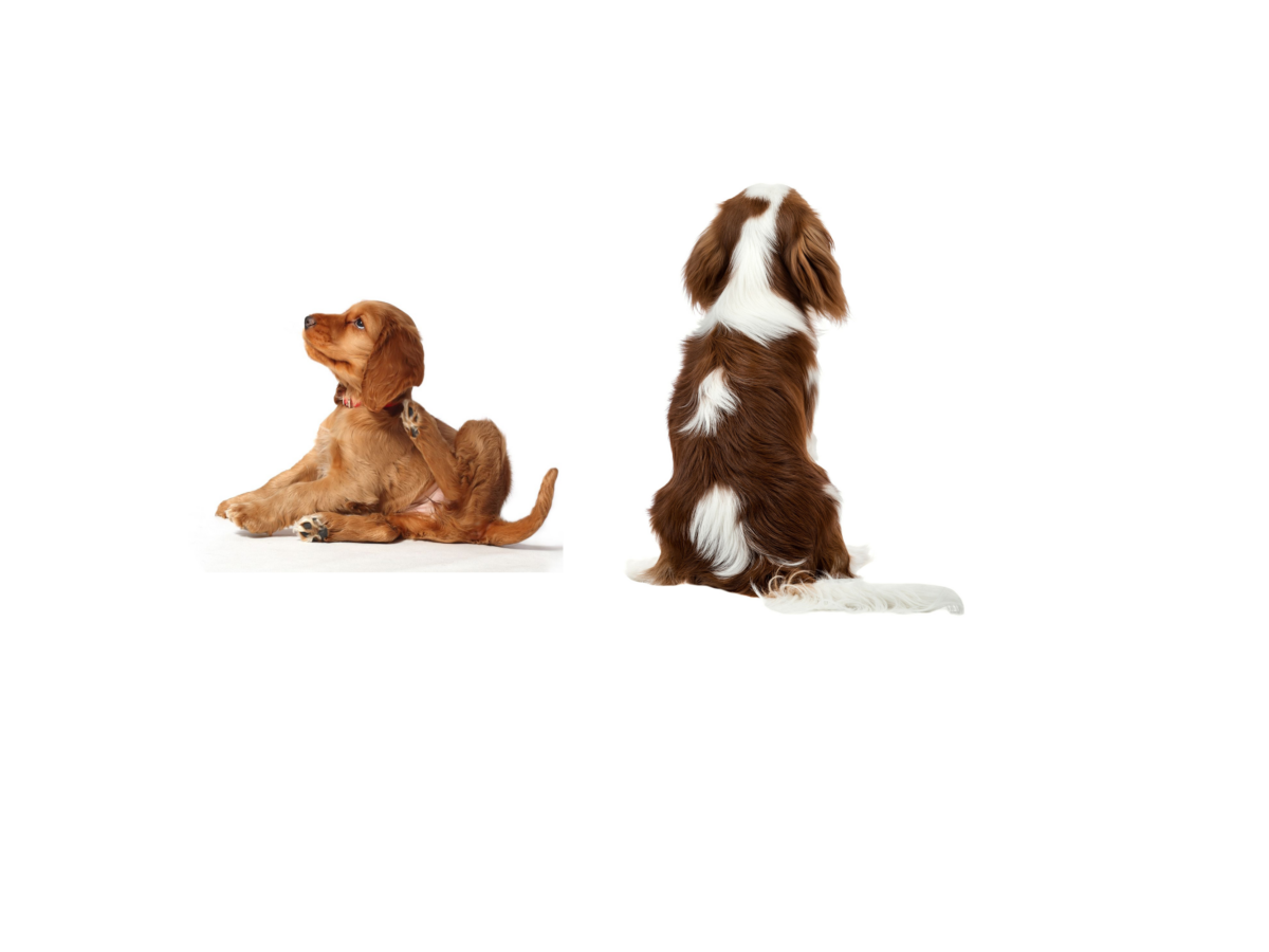 Dog behaviour showing scratch and turn away