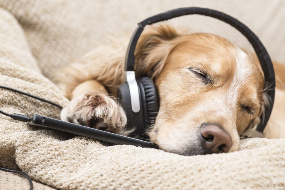 Golden retriever with headphones listening to calming music to block out firework noise