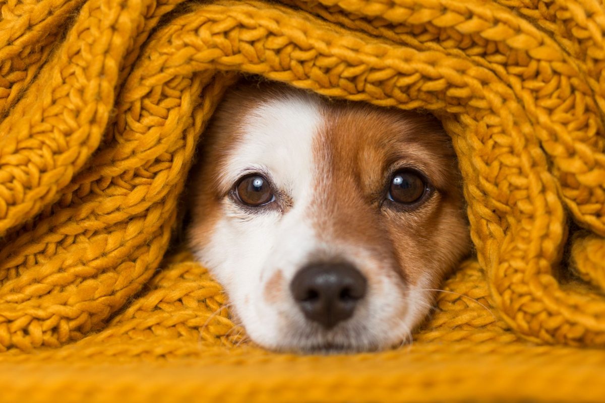 Dog curled up in a blanket keeping cosy from fireworks