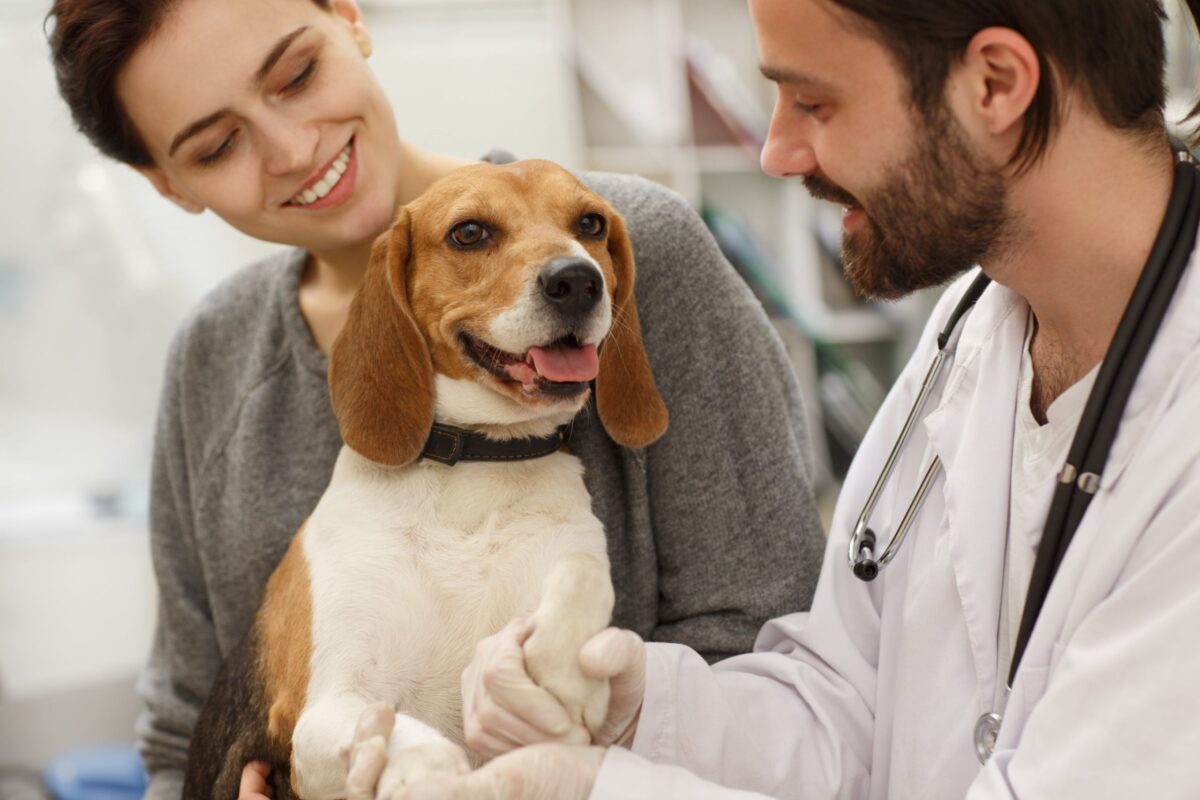 Beagle at the vets having a routine check up