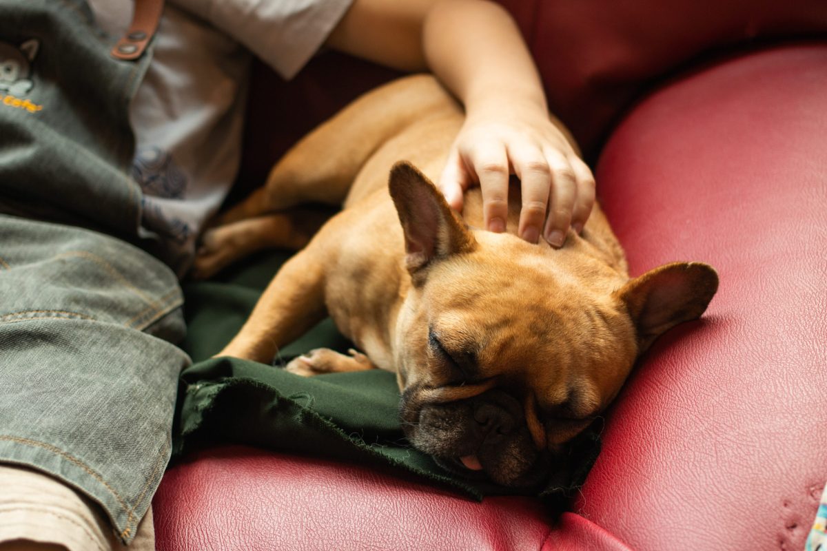 French bulldog enjoying cuddles on the sofa with their dog owner during firework night