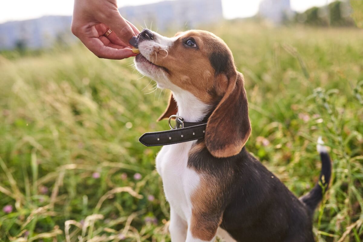 Beagle puppy being given a treat by their owner