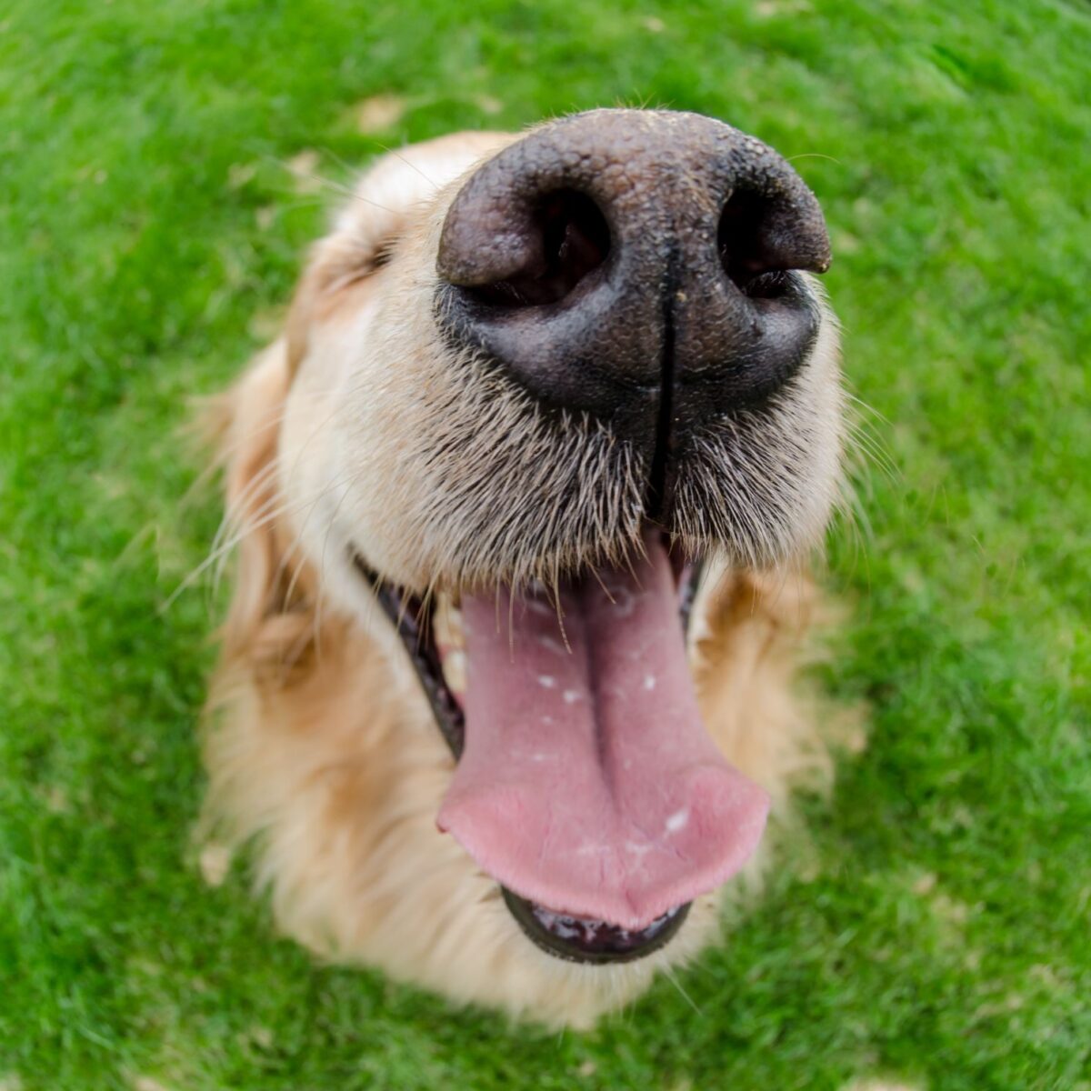 Close up of Golden retrievers nose