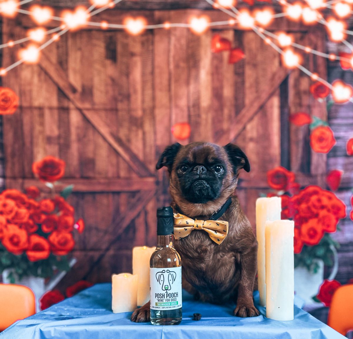 Brussels Griffon sat on the table enjoying a valentines doggy dinner date