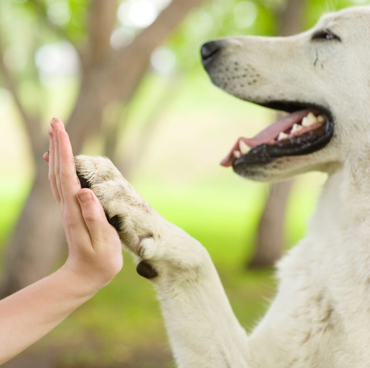 Golden retriever giving paw to their dog owner