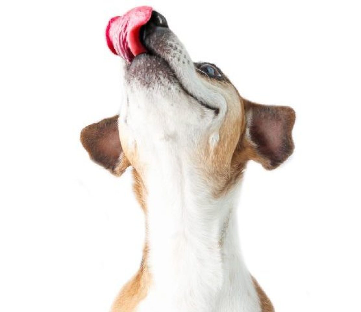 Dog licking his lips ready for his dinner
