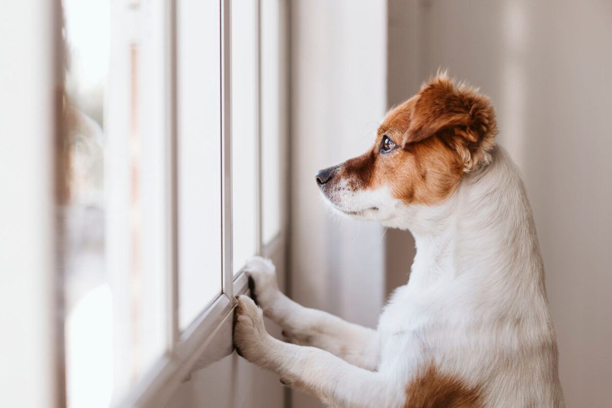 Dog looking out the window waiting to go to doggy day care
