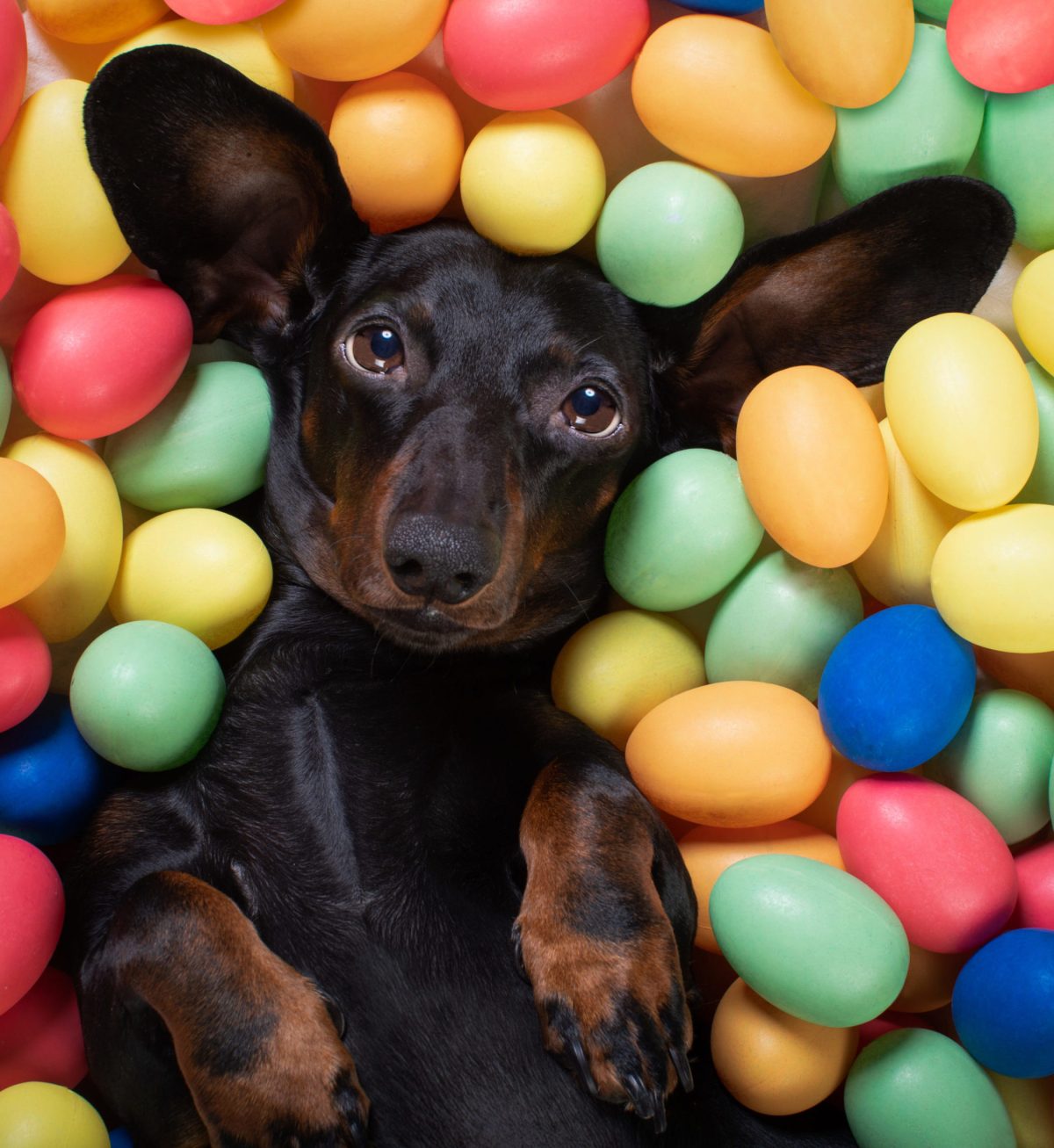Dachshund lying on their back in a ball pit of easter eggs