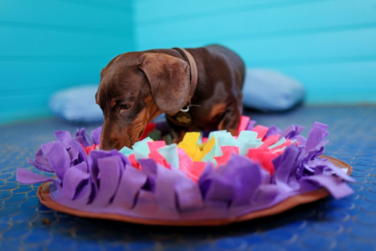Dachshund enjoying a dog snuffle mat at doggy day care