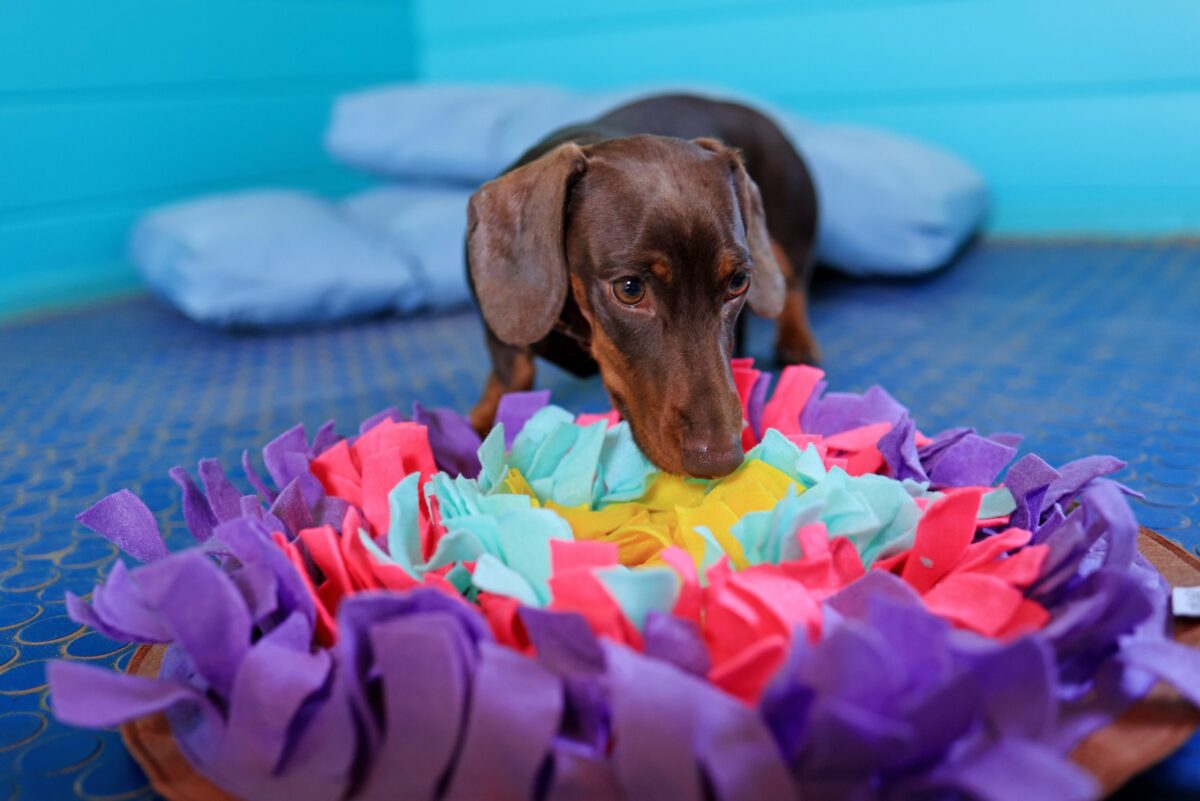 Dachshund enjoying a doggy snuffle mat