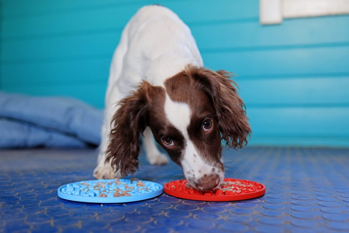 Dog enjoying a licki mat enrichment at doggy day care