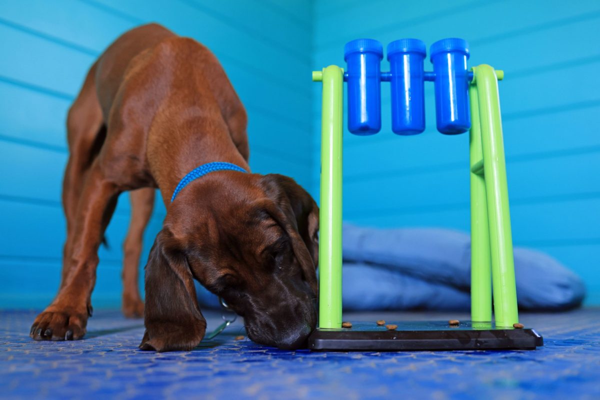 Dog enjoying a dog enrichment puzzle game