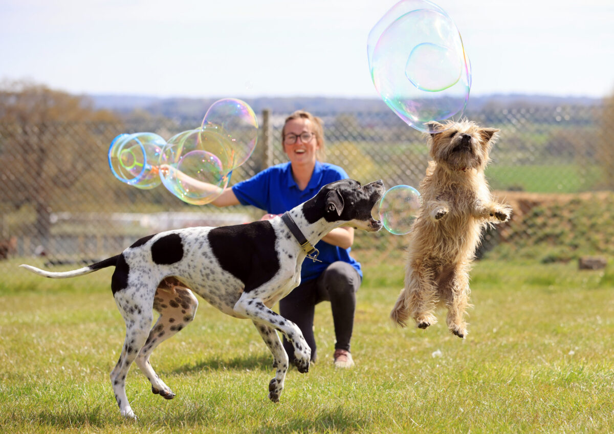 dogs leaping after bacon bubbles in field
