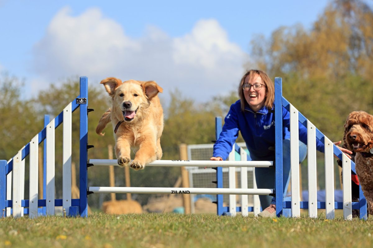 golden retriever jumping over a hurdle