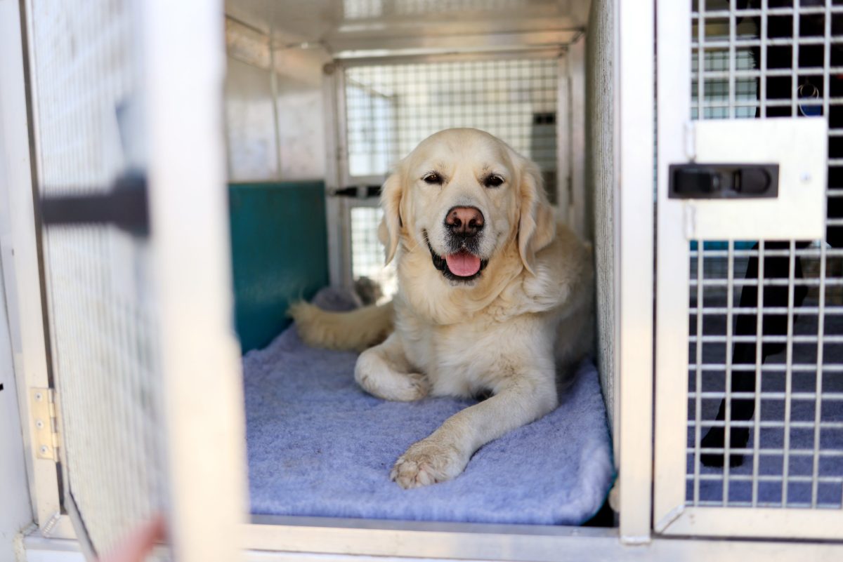 Golden retriever lying down in doggy day care bus crate safe doggy travel