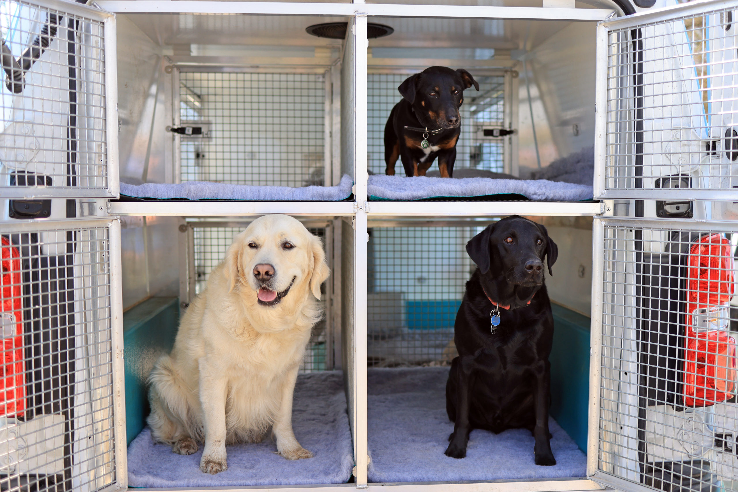 Safe Doggy Travel - Bruces doggy daycare