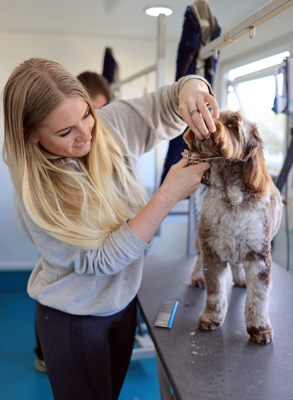 Dog groomer in surrey giving a cockapoo a full groom