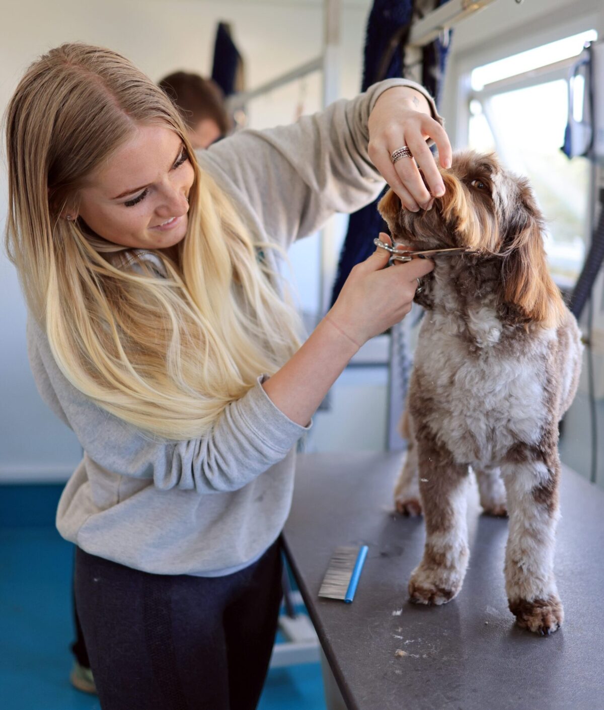 Dog groomer in surrey giving a cockapoo a full groom