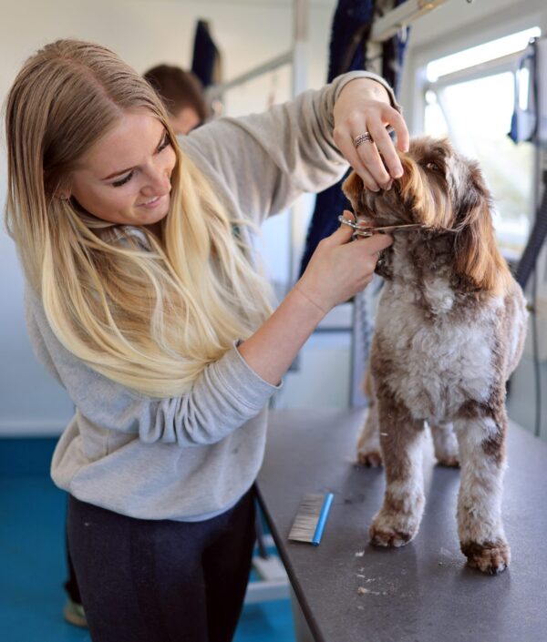 Dog groomer in surrey giving a cockapoo a full groom