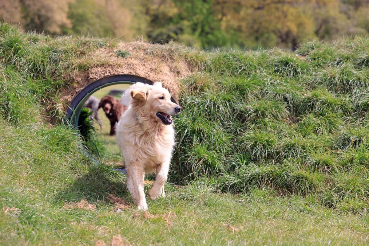 Golden retriever running through the tunnel at doggy day care